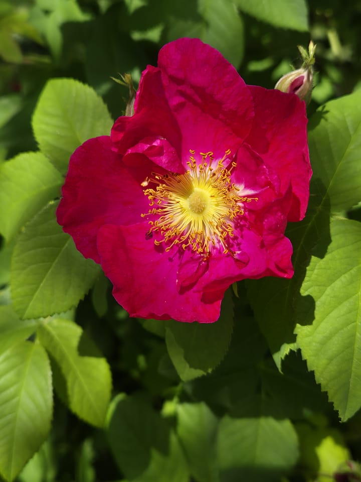 French Rose